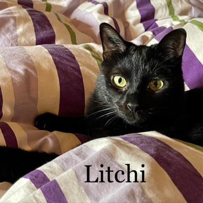 Photo de Litchi