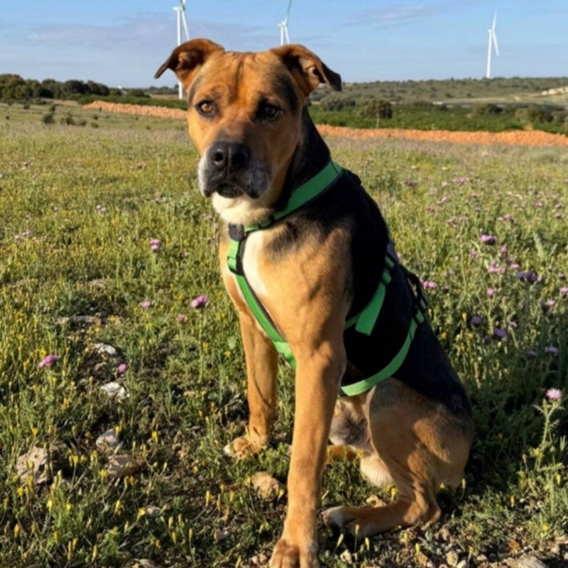 Photo de Thor
