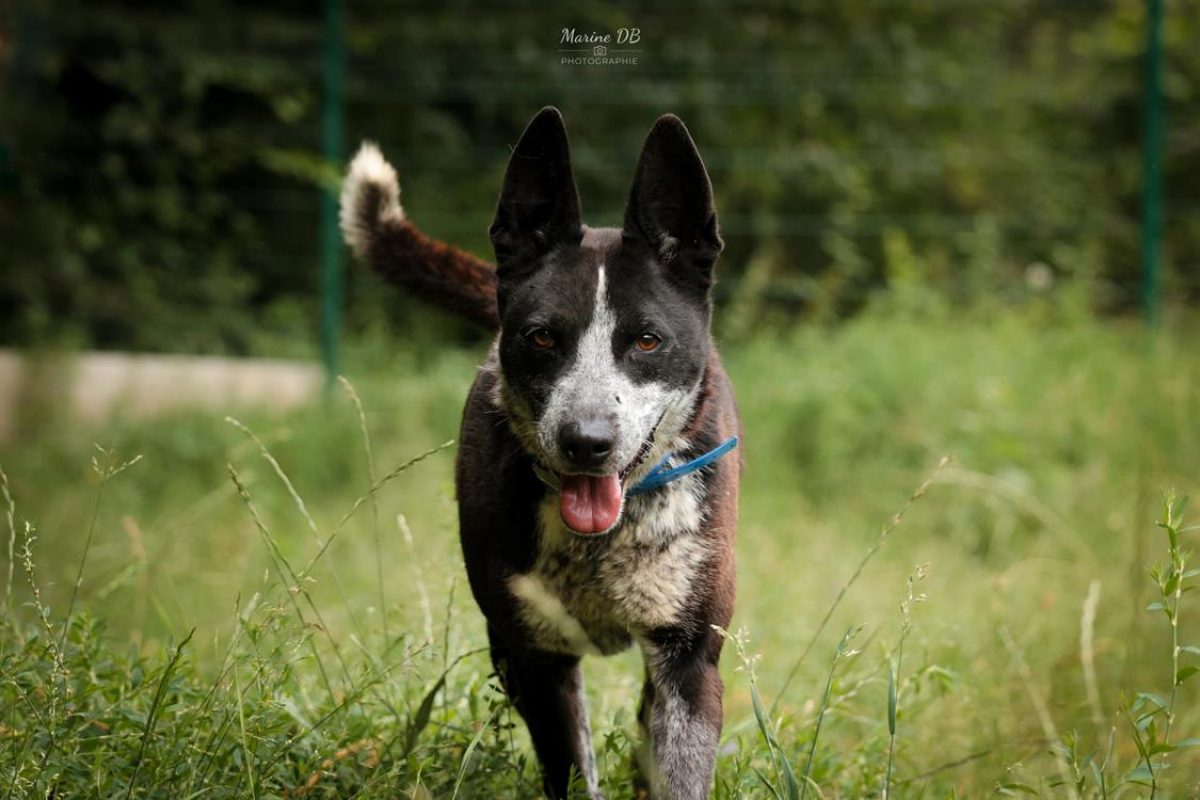 Guismo - Chien à adopter