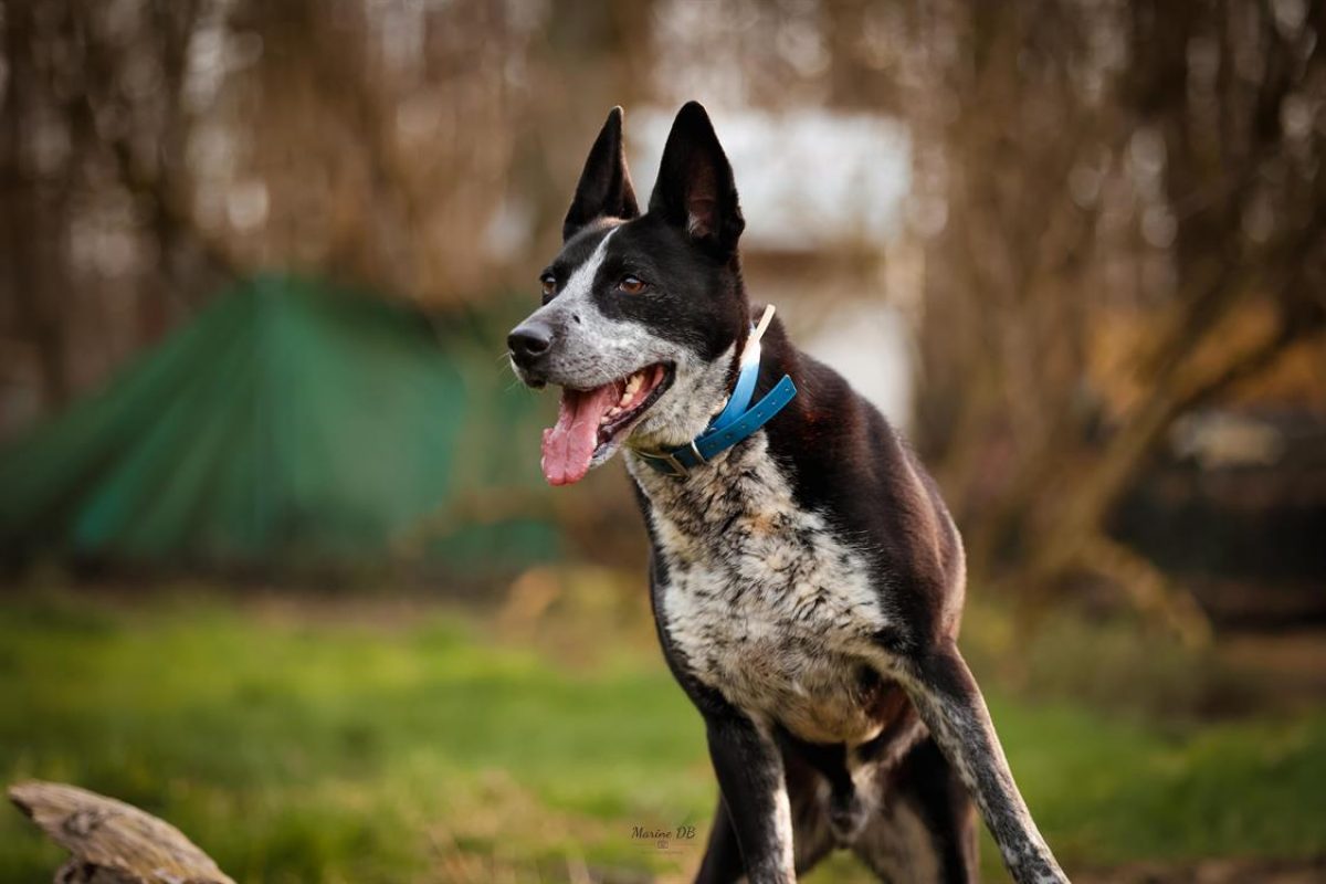 Guismo - Chien à adopter - photo 2