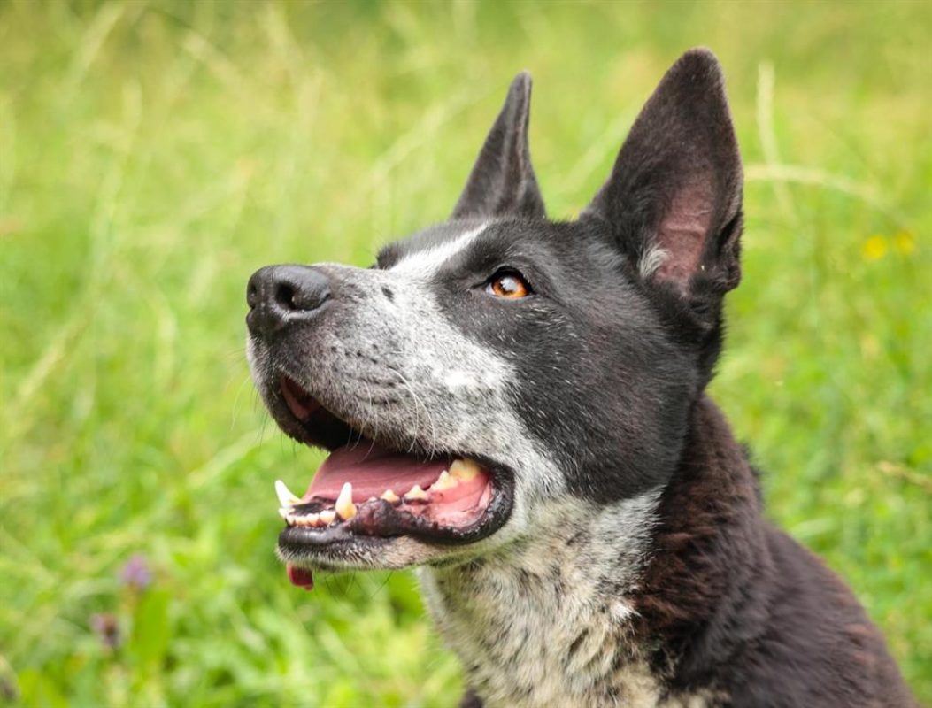 Guismo - Chien à adopter - photo 3