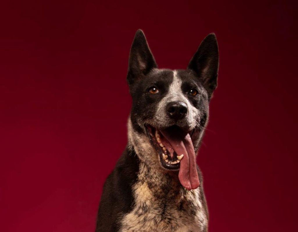 Guismo - Chien à adopter - photo 4