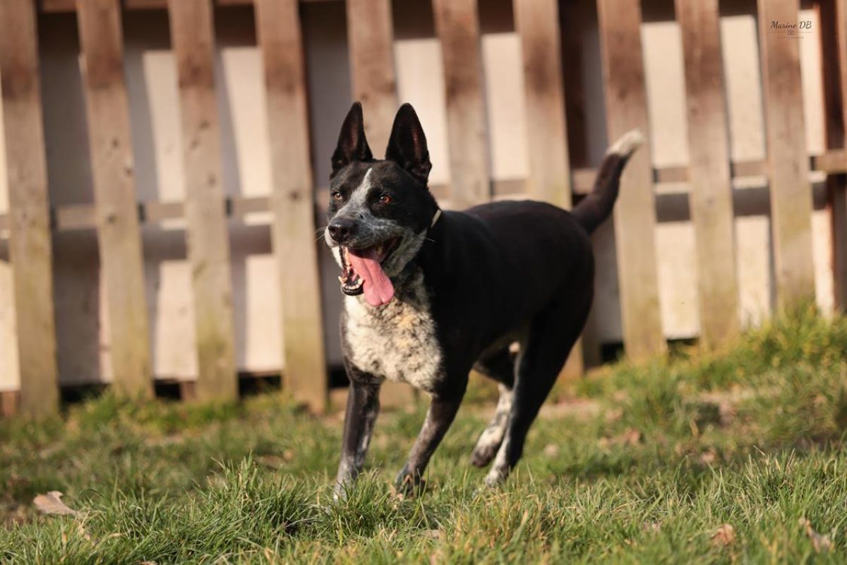 Guismo - Chien à adopter - photo 5