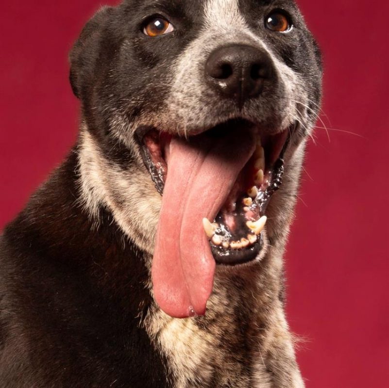Guismo - Chien à adopter - photo 6