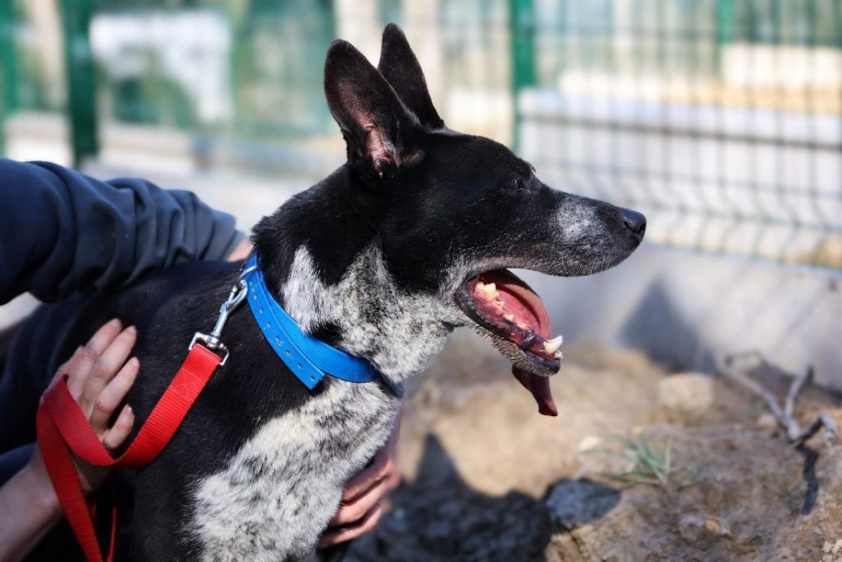Guismo - Chien à adopter - photo 7