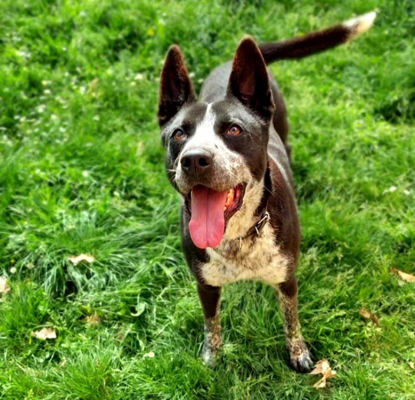 Guismo - Chien à adopter - photo 8