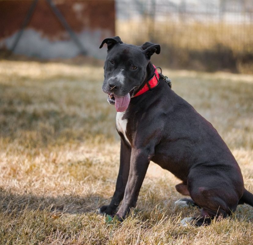 Kaino - Chien Bouledogue Américain à adopter