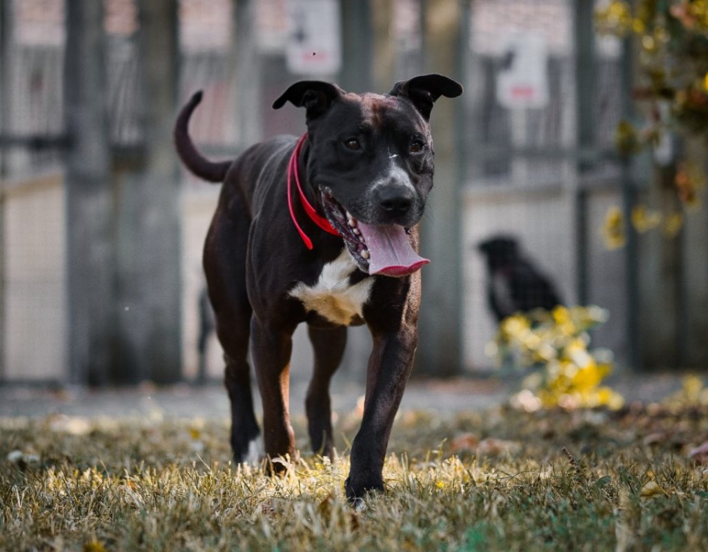 Kaino - Chien Bouledogue Américain à adopter - photo 2