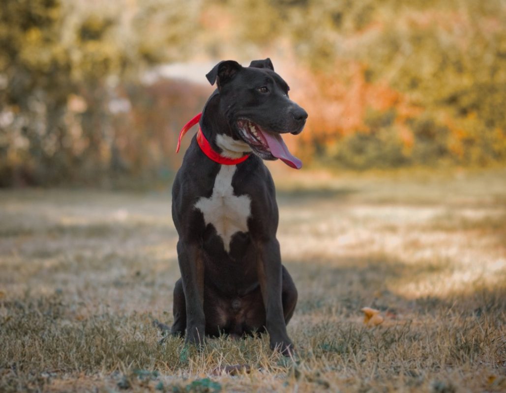 Kaino - Chien Bouledogue Américain à adopter - photo 3
