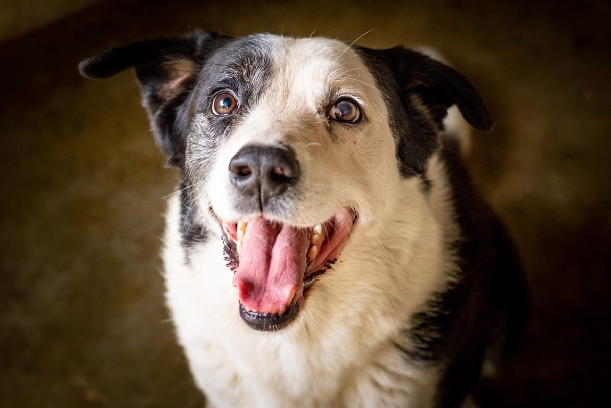 Petrus - Chien à adopter