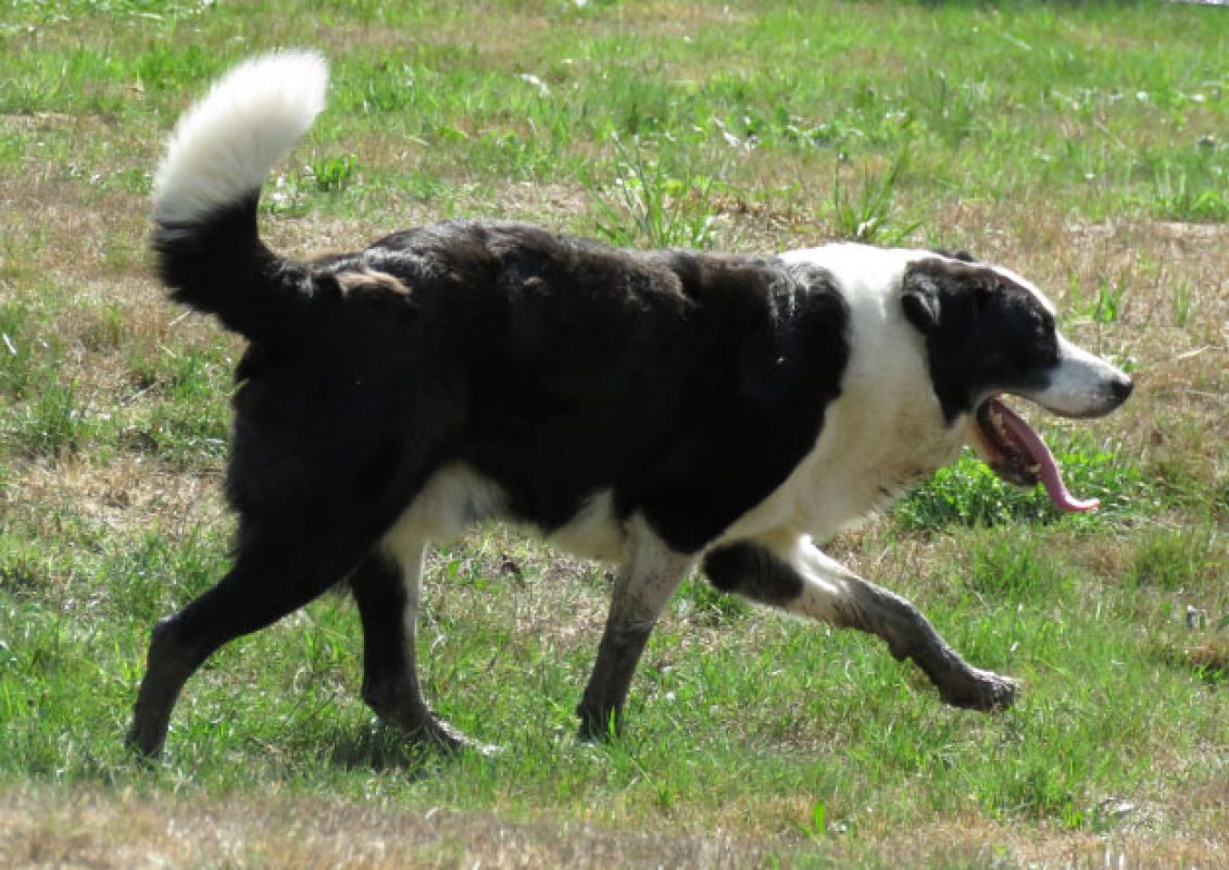Petrus - Chien à adopter - photo 5
