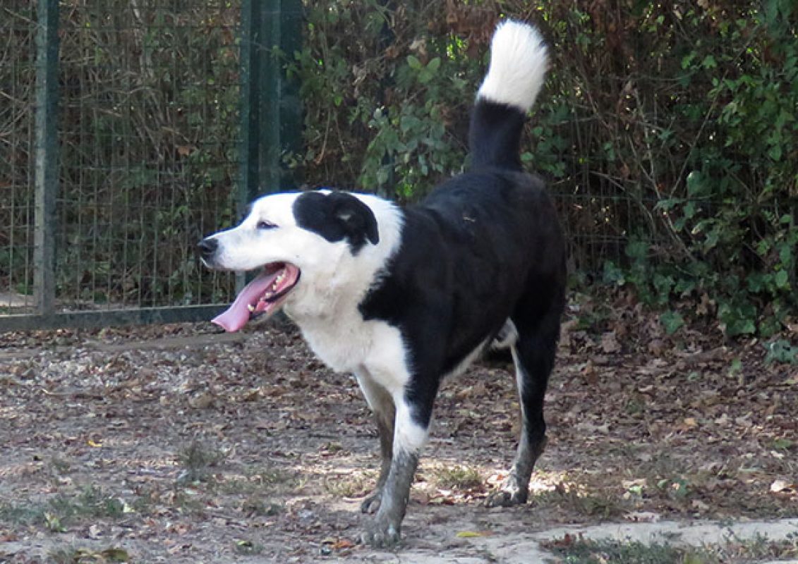 Petrus - Chien à adopter - photo 6