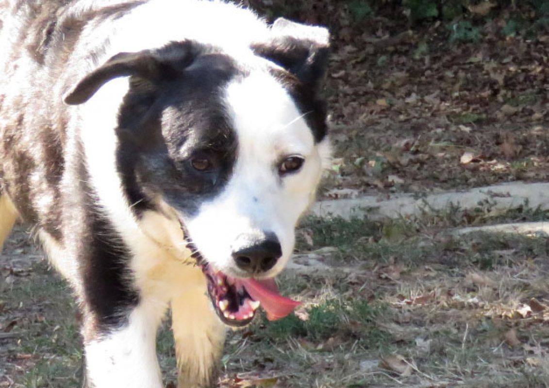 Petrus - Chien à adopter - photo 7