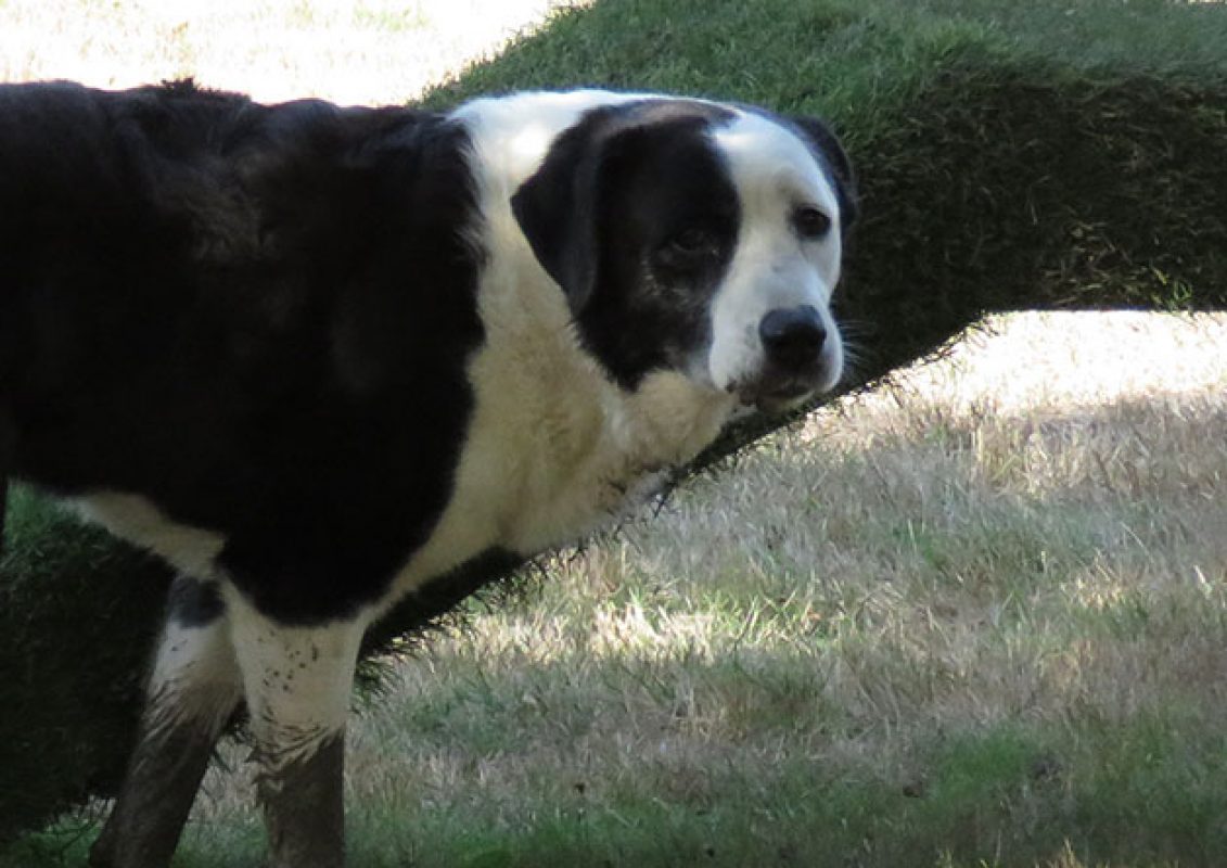 Petrus - Chien à adopter - photo 8
