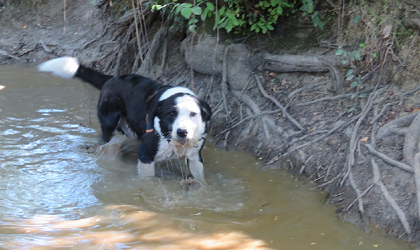 Petrus - Chien à adopter - photo 9