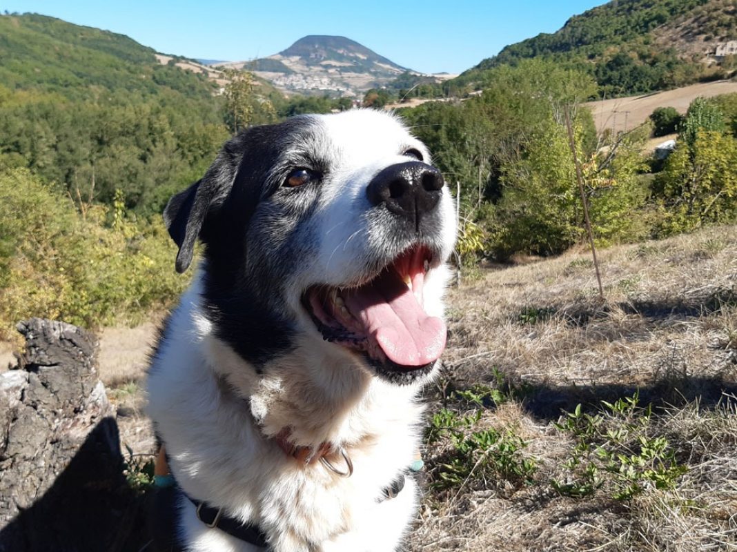 Petrus - Chien à adopter