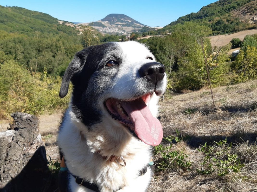 Petrus - Chien à adopter - photo 2