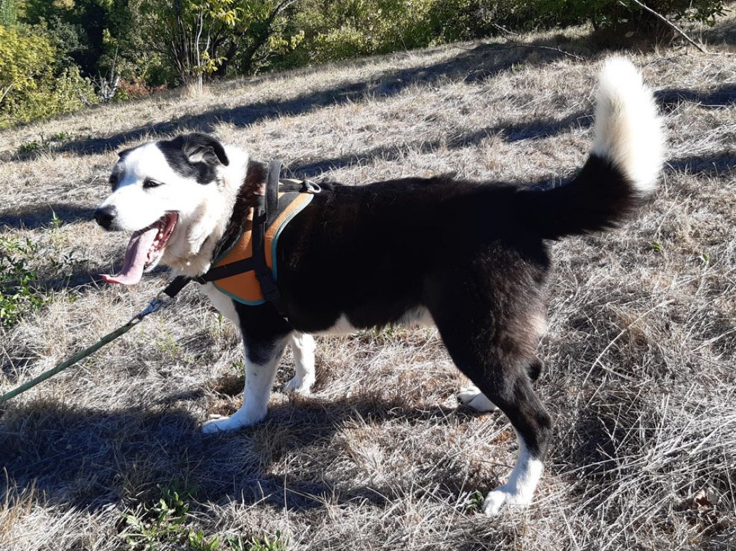 Petrus - Chien à adopter - photo 4