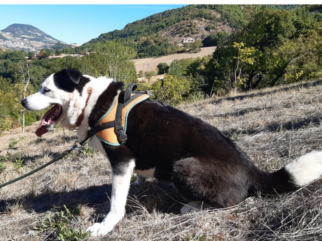 Petrus - Chien à adopter - photo 5