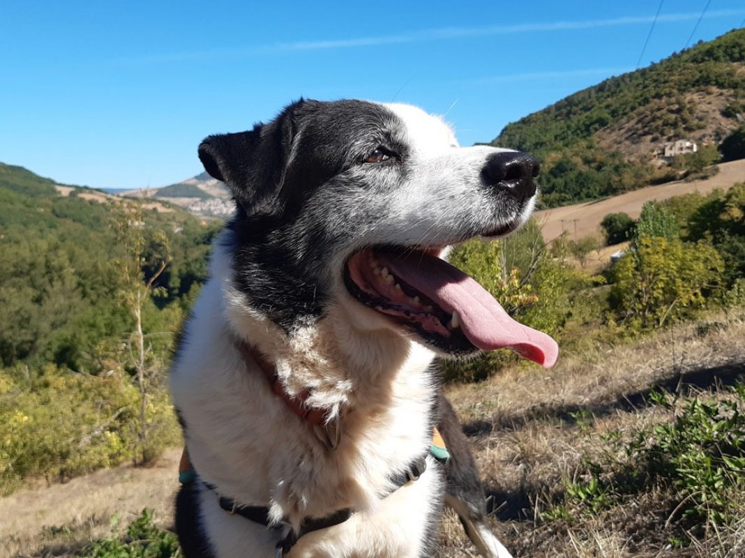 Petrus - Chien à adopter - photo 6