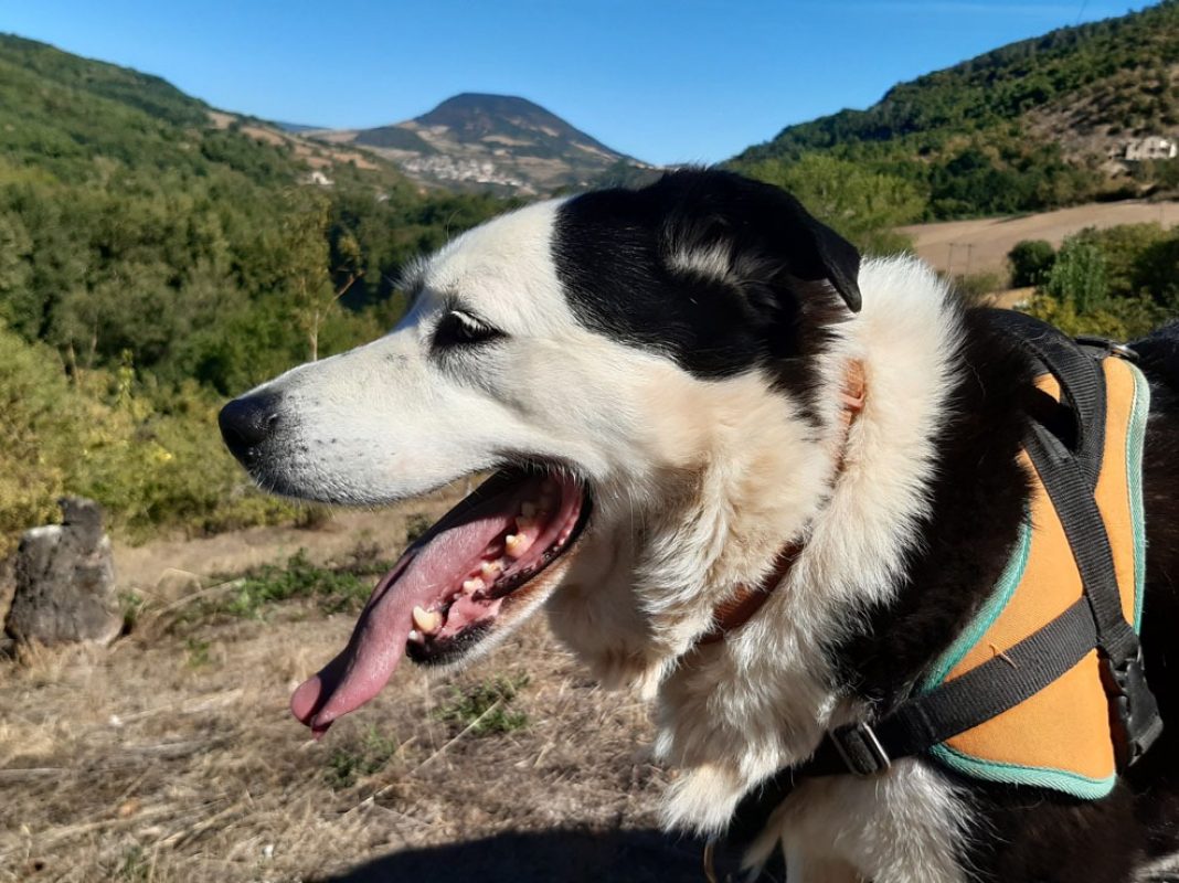 Petrus - Chien à adopter - photo 7