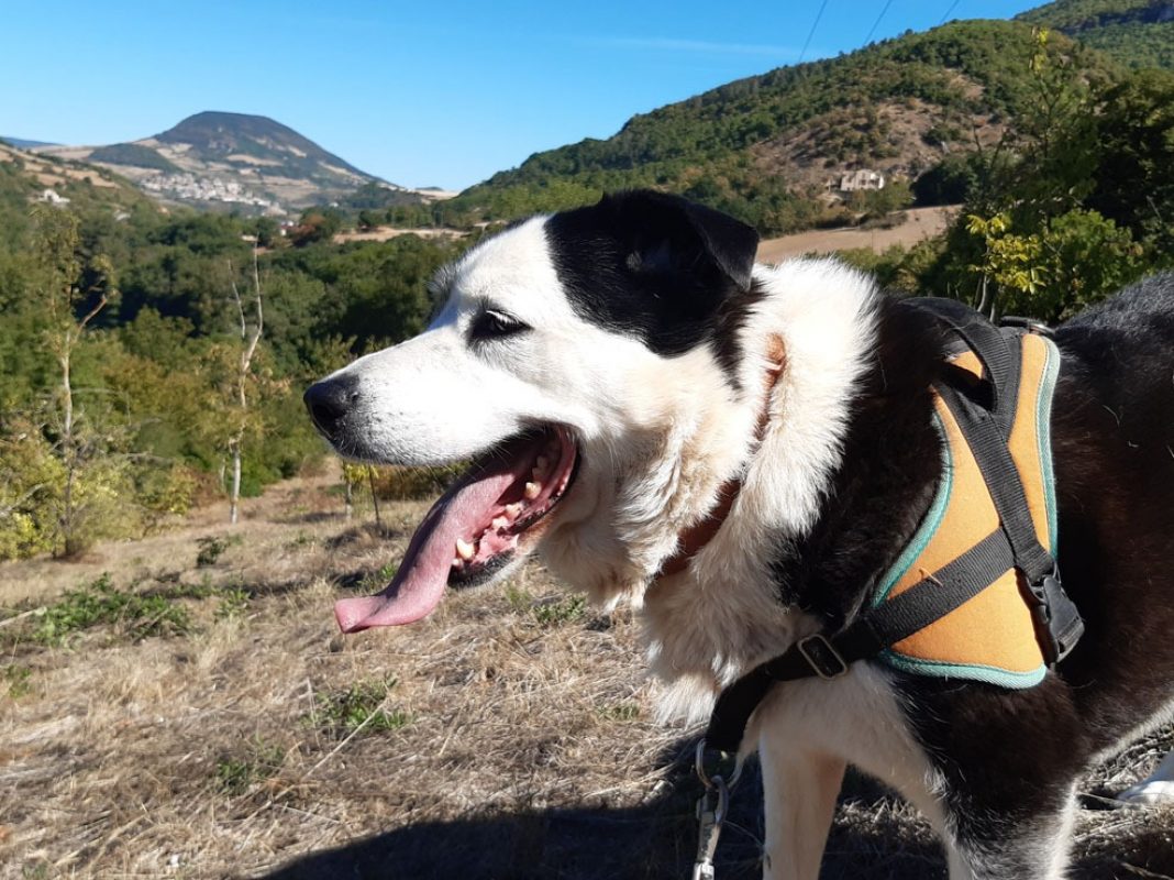 Petrus - Chien à adopter - photo 8