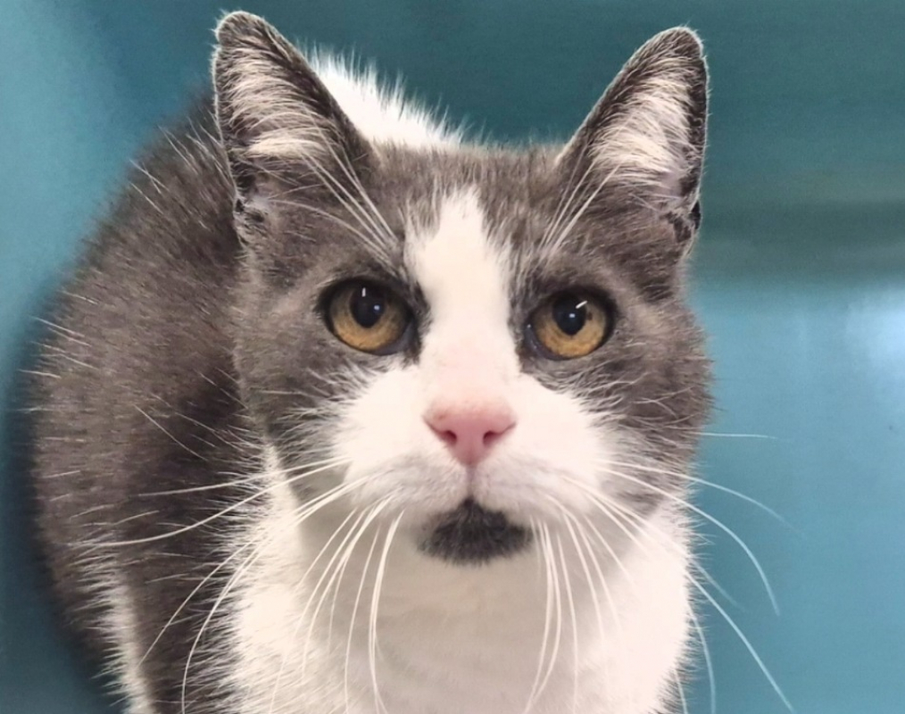 Photo #1 de Theodore