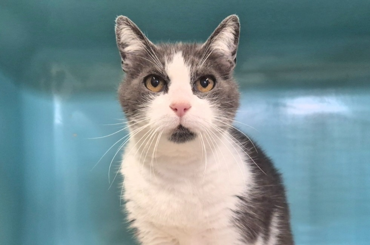 Photo #2 de Theodore