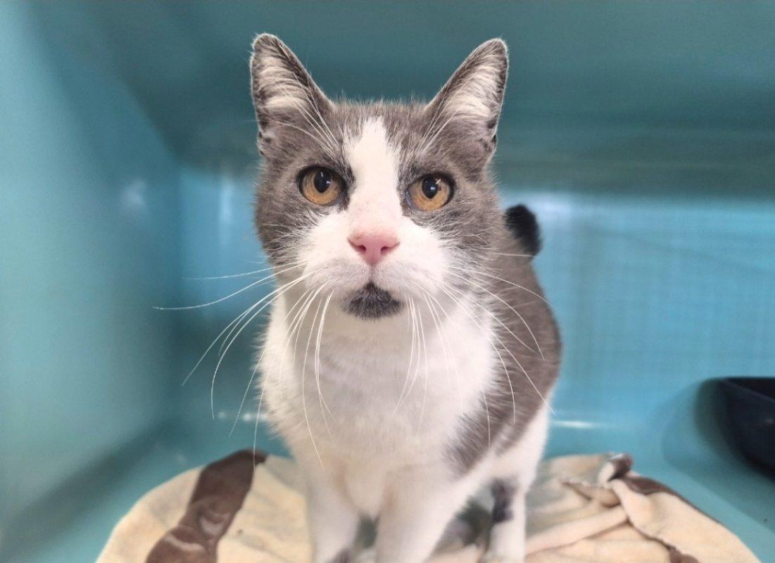 Photo #3 de Theodore