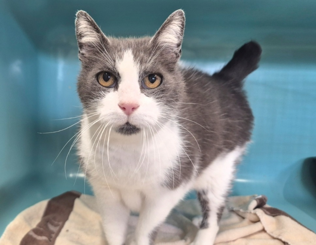 Photo #4 de Theodore