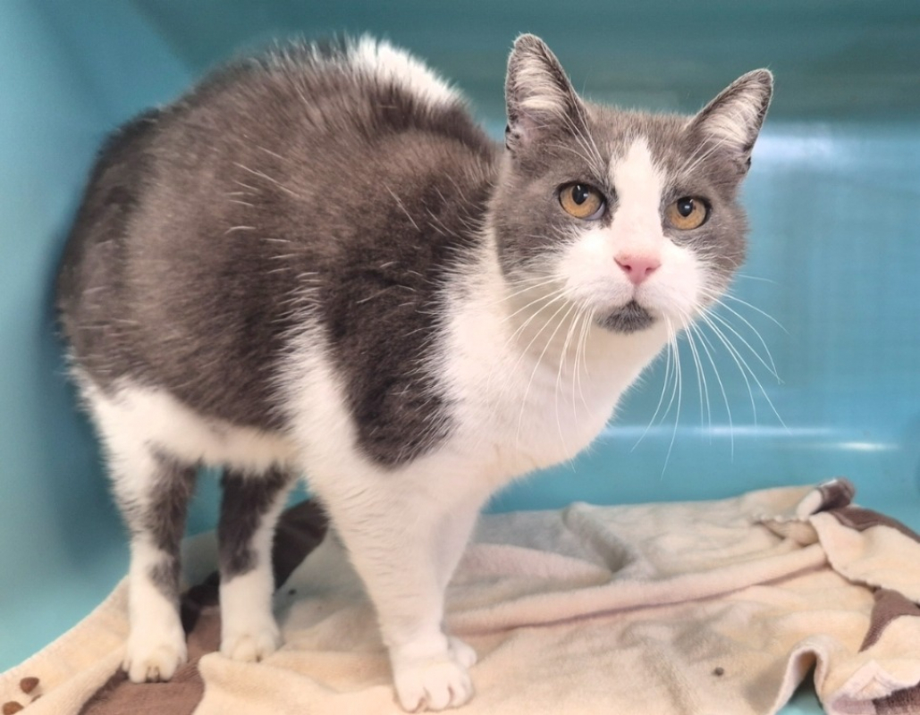 Photo #5 de Theodore