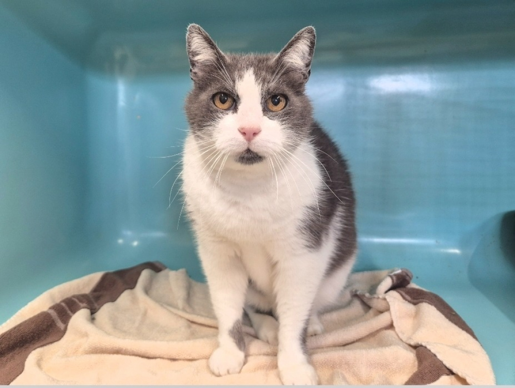 Photo #6 de Theodore