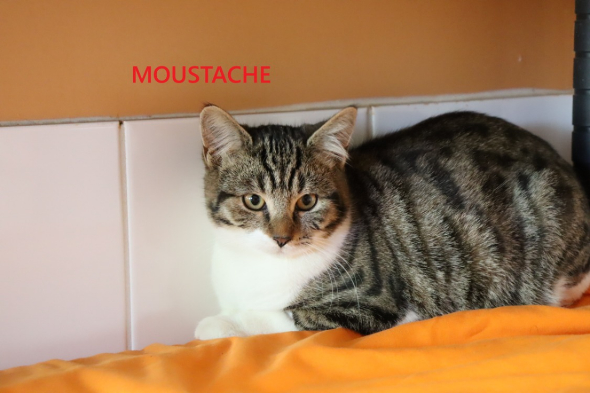 Photo #1 de Moustache