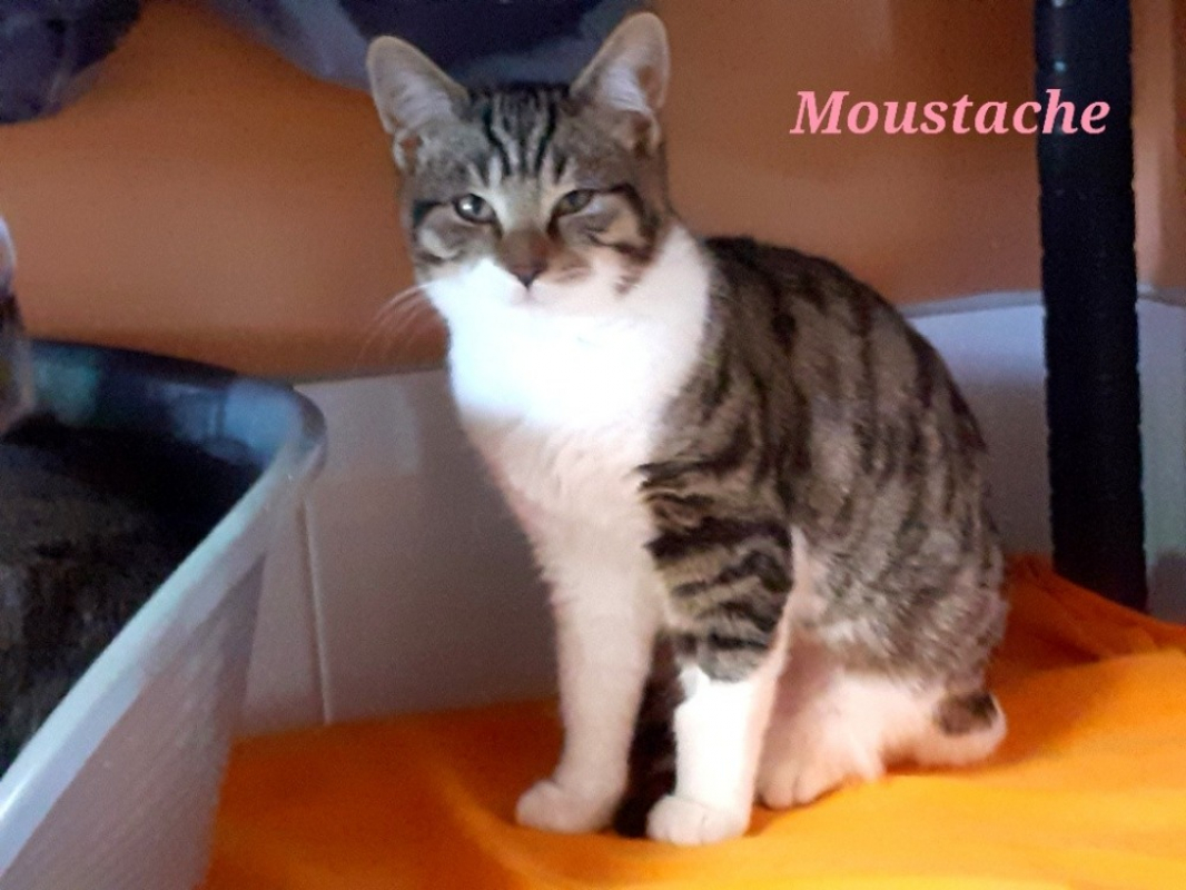 Photo #2 de Moustache