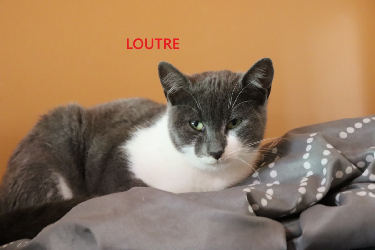 Photo #1 de Loutre