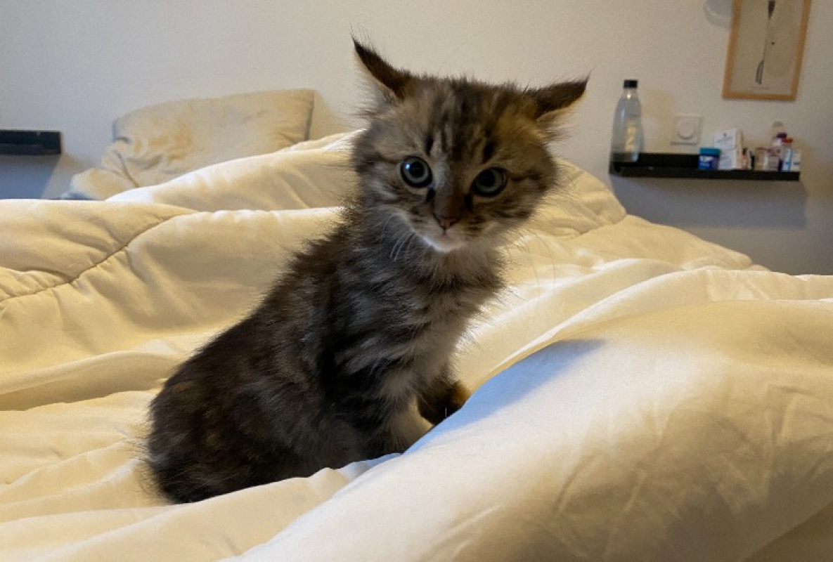 Photo #1 de Bichette