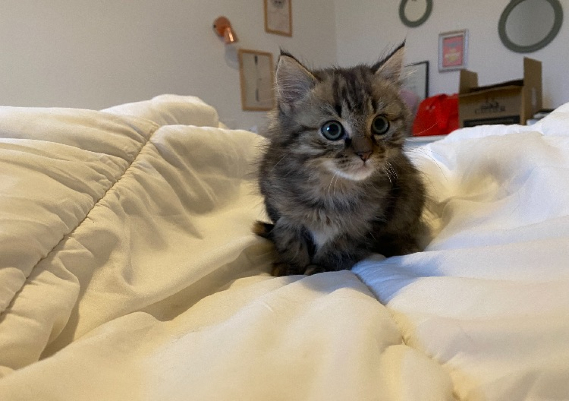 Photo #2 de Bichette