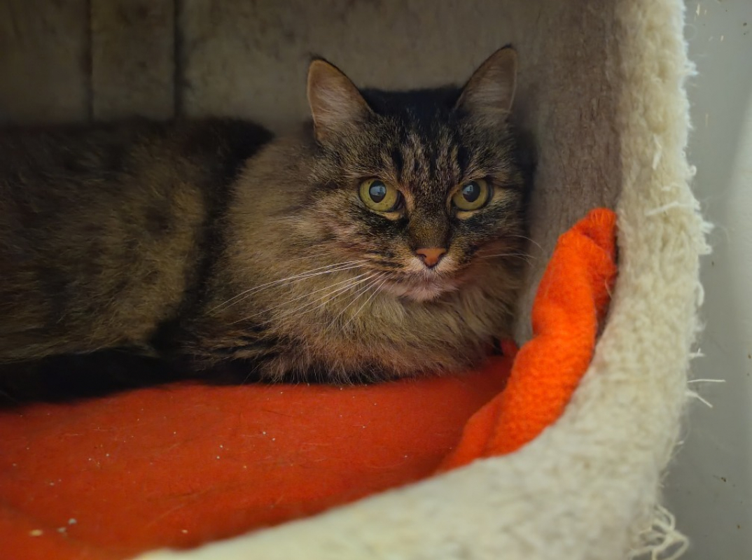 Photo #1 de Pitchoune