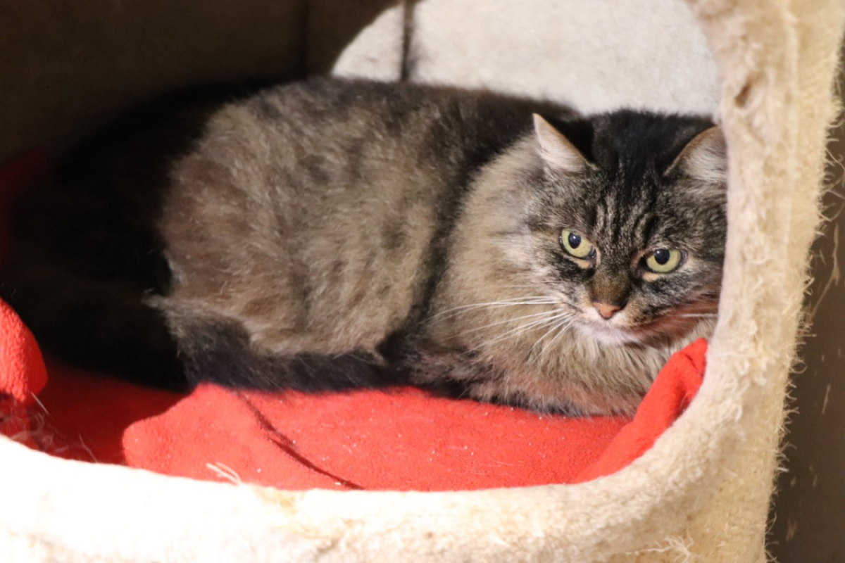 Photo #3 de Pitchoune