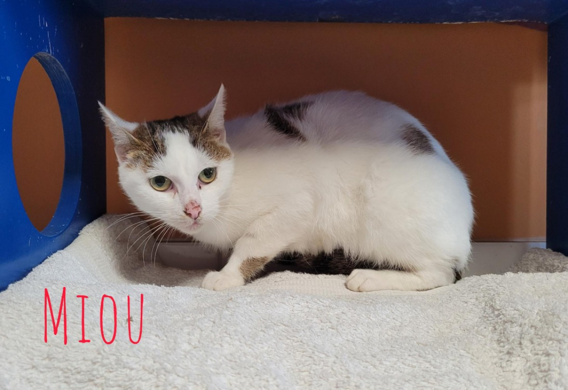 Photo de Miou