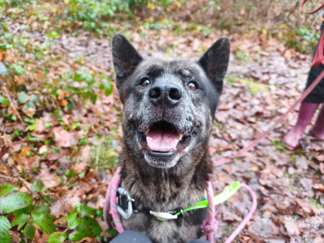 Pablo - Chien à adopter