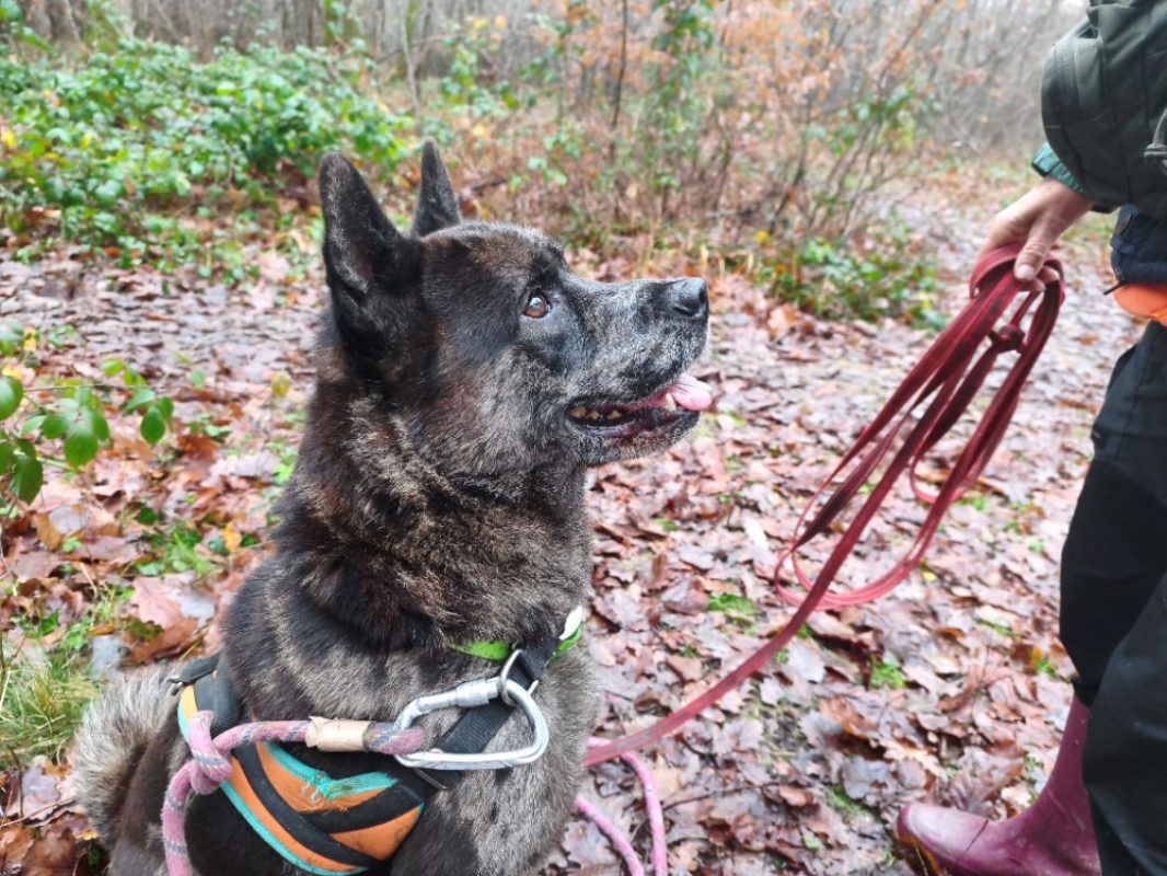 Pablo - Chien à adopter - photo 2