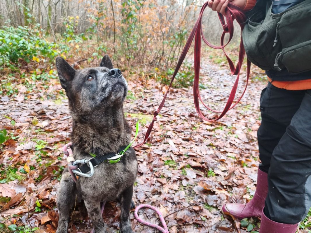 Pablo - Chien à adopter - photo 3