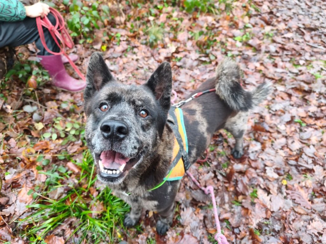 Pablo - Chien à adopter - photo 4