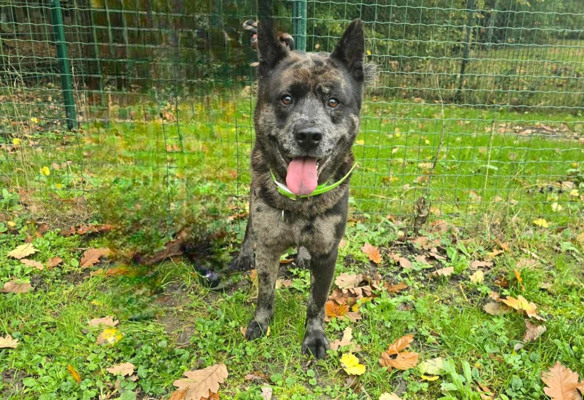 Pablo - Chien à adopter - photo 5