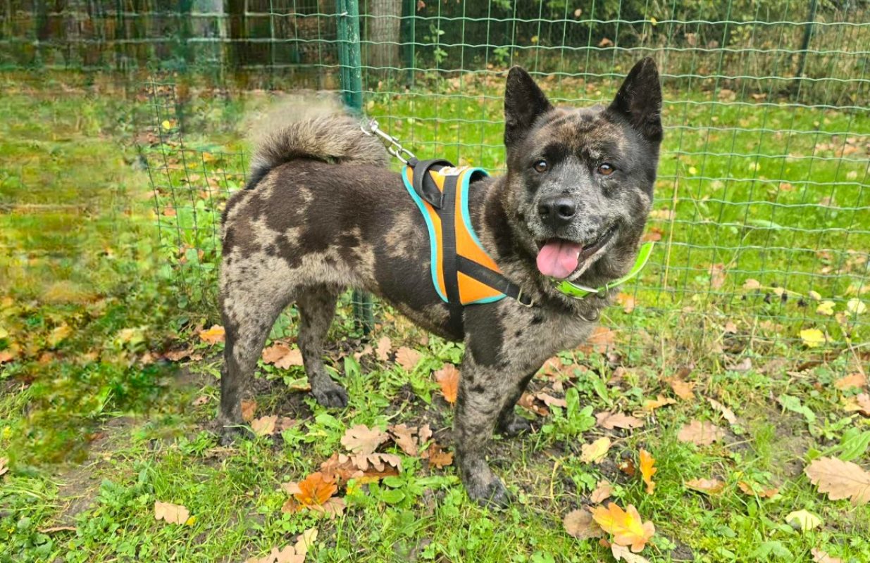 Pablo - Chien à adopter - photo 6