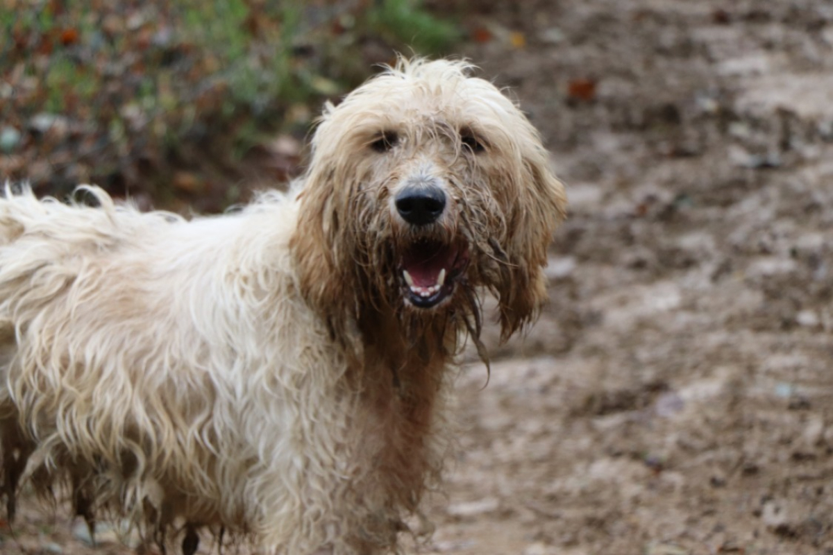 Photo #1 de Toska dit toupie