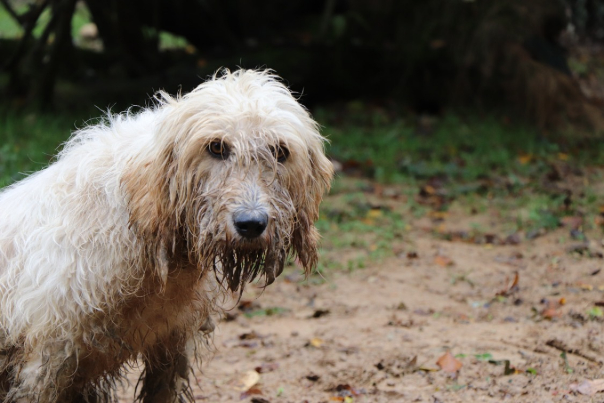 Photo #2 de Toska dit toupie