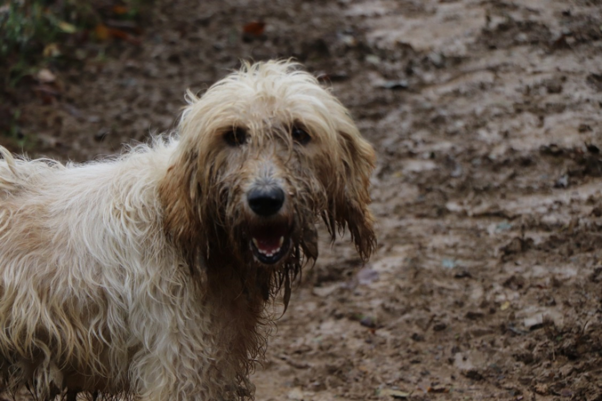 Photo #3 de Toska dit toupie