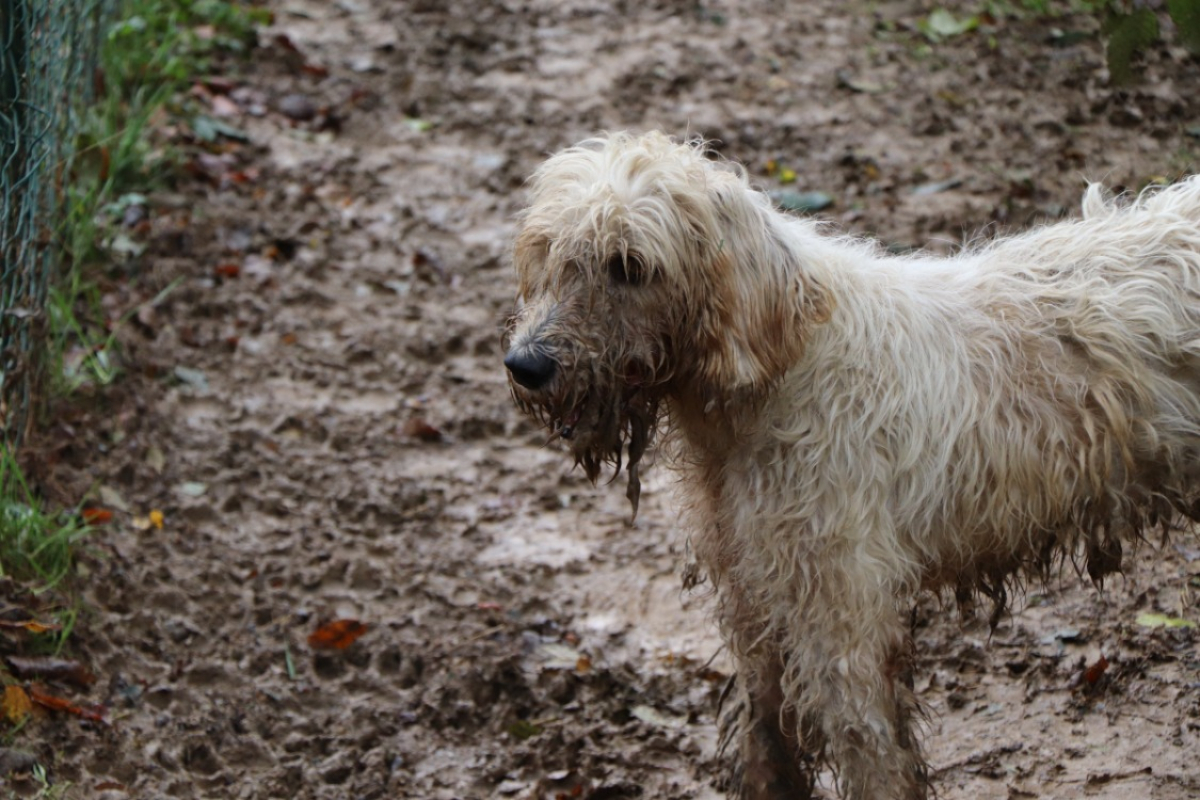 Photo #4 de Toska dit toupie